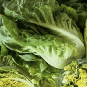 Fresh green lettuce leaves with a bowl of chopped lettuce.